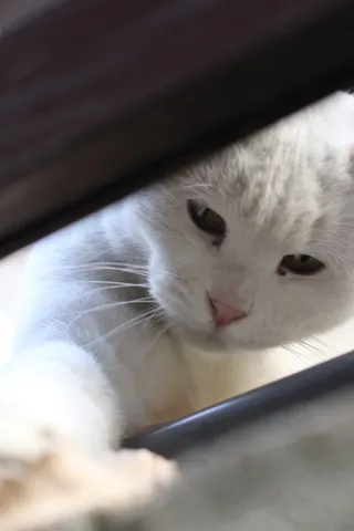 覗き見？ 澄んだ瞳の白猫