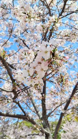 青空と桜の輝き