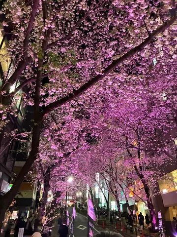宵に煌めく桜の回廊