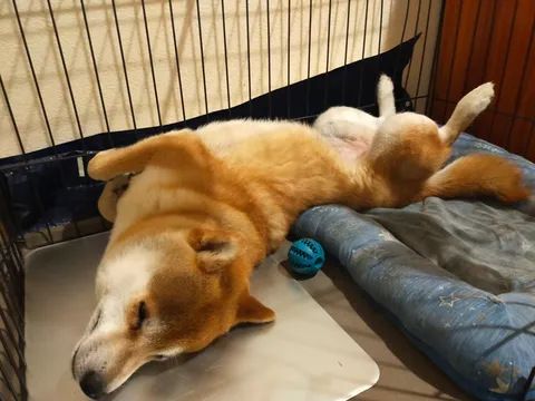 すとんと寝ちゃったワンコ