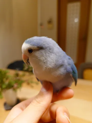 指に止まる小さな癒し