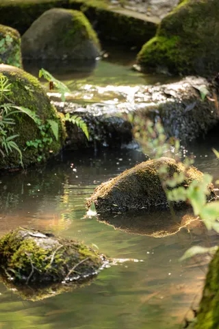苔むす岩と水のせせらぎ