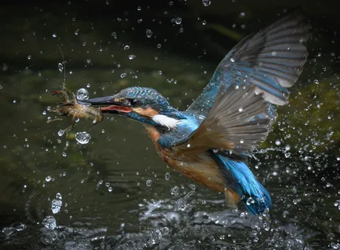一瞬の狩り、水しぶきに躍動