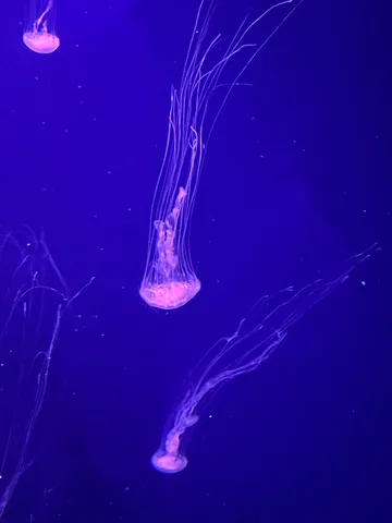 青の海に揺れる長い糸