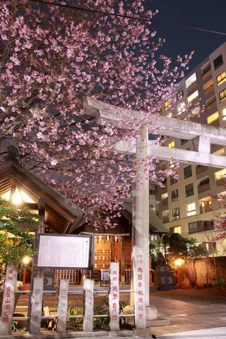 桜と社殿を包む夜の灯り