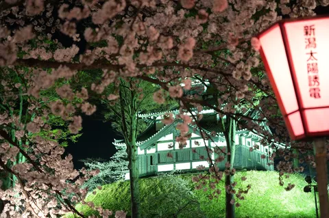 夜桜と灯篭、古城の幻想
