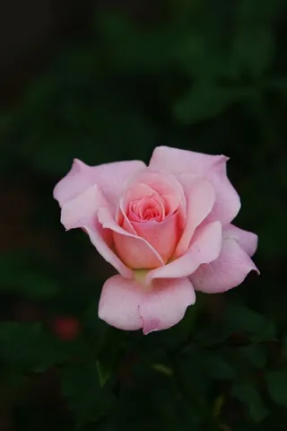 淡い光まとう一輪の薔薇