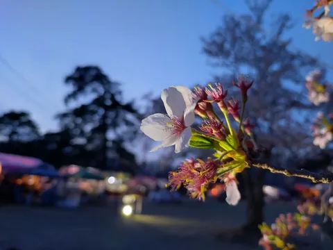 夜桜の幻想的な一瞬