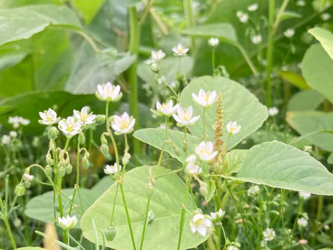 草むらに咲く可憐な白い花