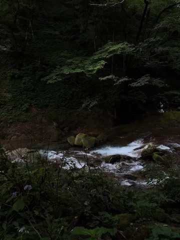 静寂の渓流、深緑の囁き
