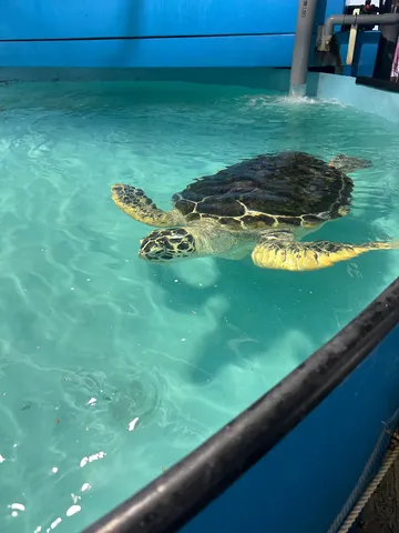 水色の世界を泳ぐウミガメ