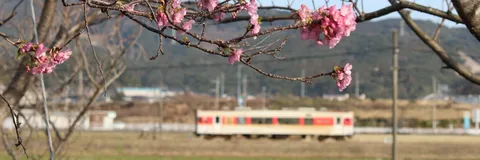 淡い桜と、鉄路の旅情