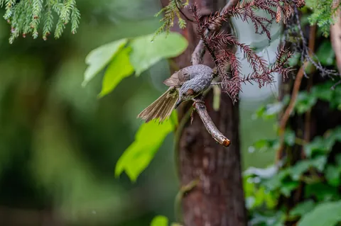 雨粒を纏う、木漏れ日の小鳥