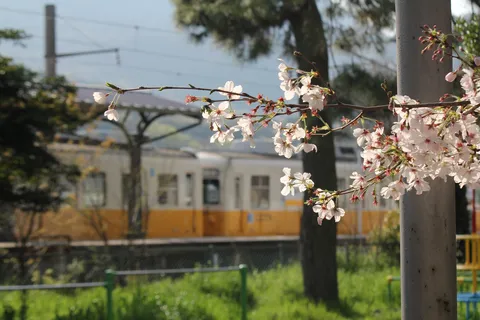 桜と電車、春の共演