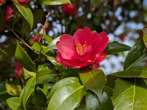 新緑に映える鮮やかな深紅
