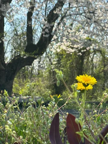 春の生命力、蓬と桜