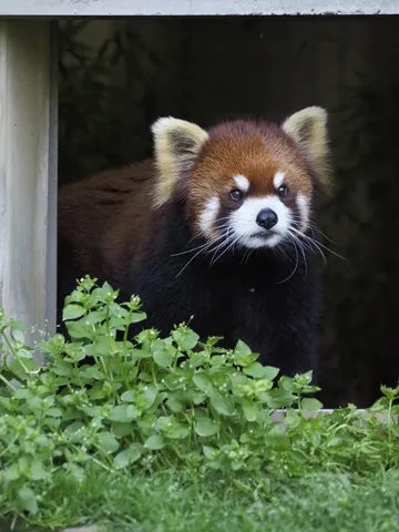 覗き見、レッサーパンダ