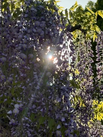 陽光に透ける藤の花