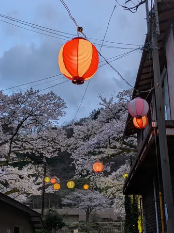 提灯あかりの桜祭り