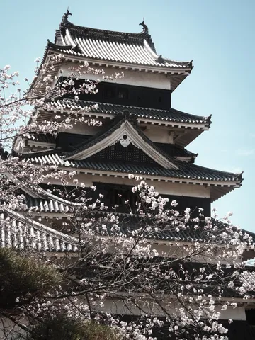 春を彩る古城と桜