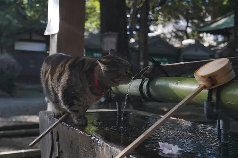 猫、一服の清涼剤
