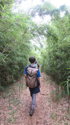 竹林を抜ける旅路