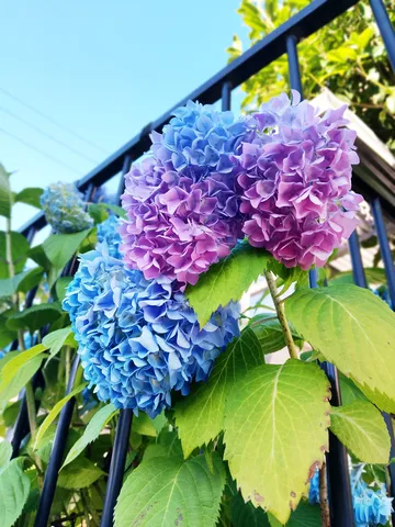青と紫のコントラスト、華やかなアジサイ