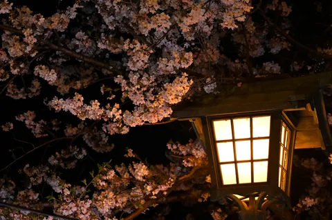 夜桜と灯りの幻想的な競演