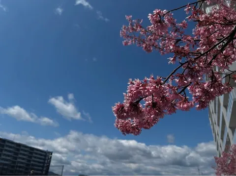 青空に舞う桜、都会の春