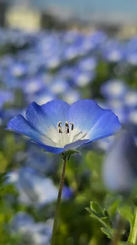 青い絨毯に咲く一輪の花