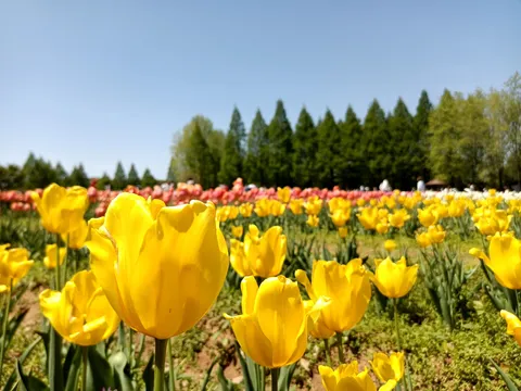満開の黄色いチューリップ畑
