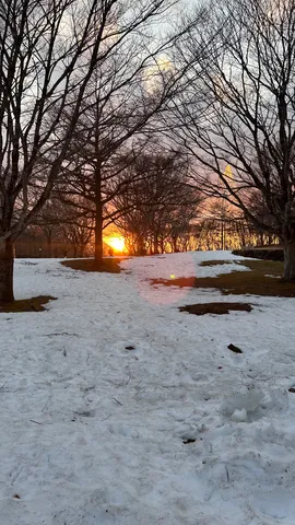 木陰に沈む夕日の雪景色