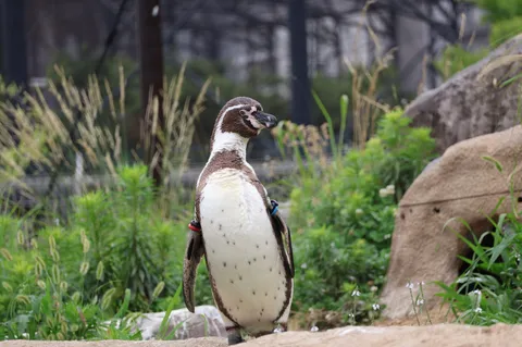 ペンギン、堂々たる立ち姿