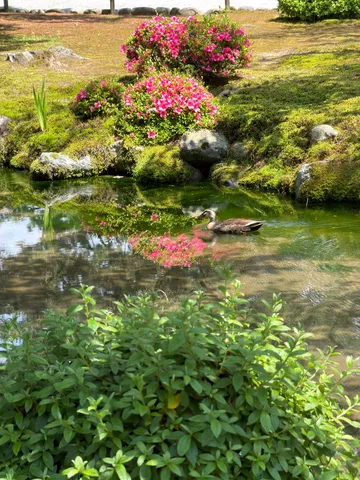 新緑の池に映る、静かな水辺のひととき