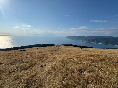 広がる海と草地の、馬たちの静かな午後