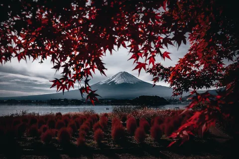 燃える紅葉と雪の富士