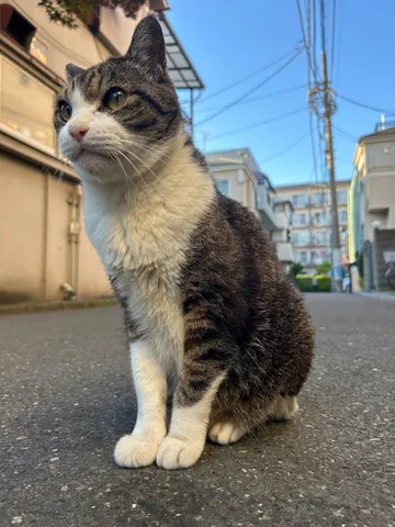 澄んだ瞳の街猫