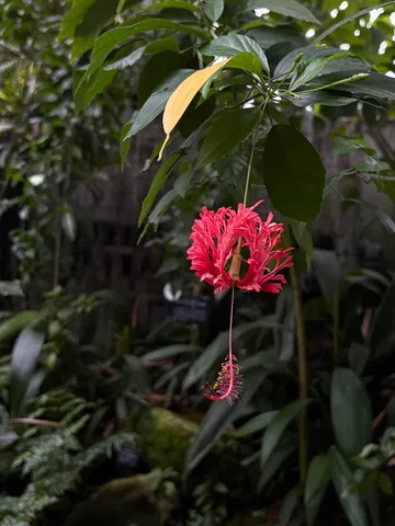 風景の中の赤い花