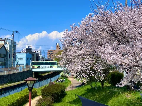 春の運河と桜並木