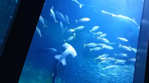 海中を漂う無数の命