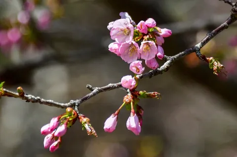 蕾の宝石、春の兆し