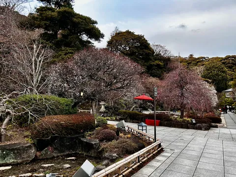 遅咲きの桜と静寂の庭園