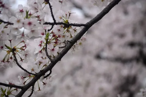 桜風に揺れる花の群れ