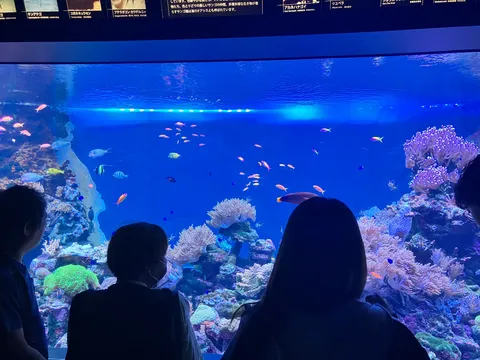 青の海景と珊瑚の囁き