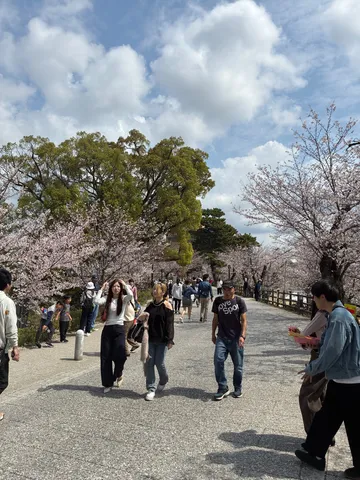 春風と桜並木の散歩道