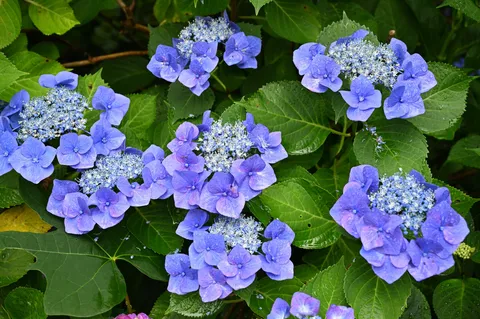雨粒きらめくアジサイの青い宴