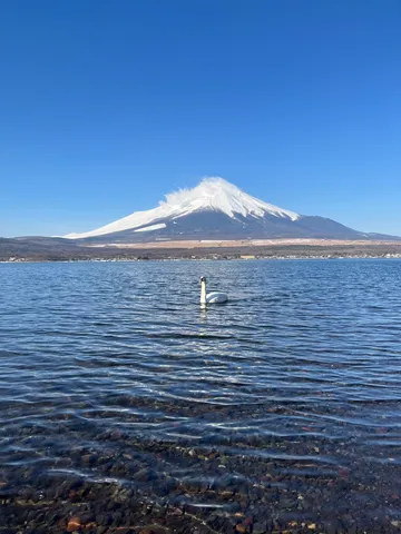 白鳥、君も富士山を見に来たのかい？