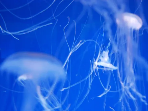 水中を漂う、幻想的なクラゲの宴