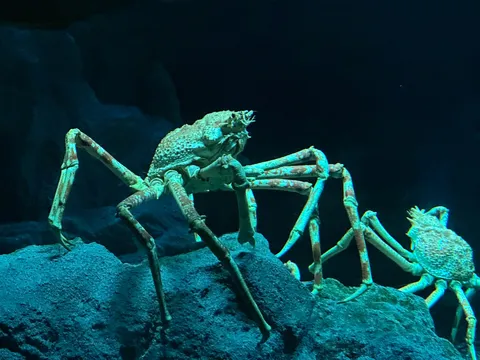 深海の巨大な宴