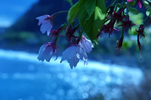 水面に映る桜色の幻想